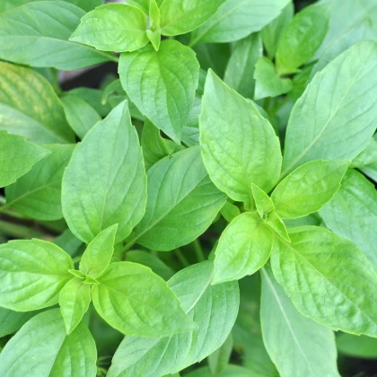 BIO Bazalka stredne veľké listy - Ocimum basilicum - predaj semien - 100 ks