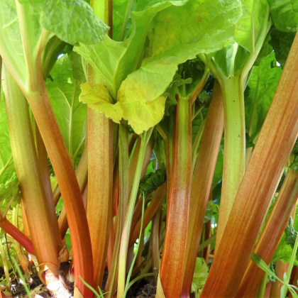 Rebarbora Timperley Early - Rheum rhabarbarum - predaj voľnokorenných sadeníc - 1 ks