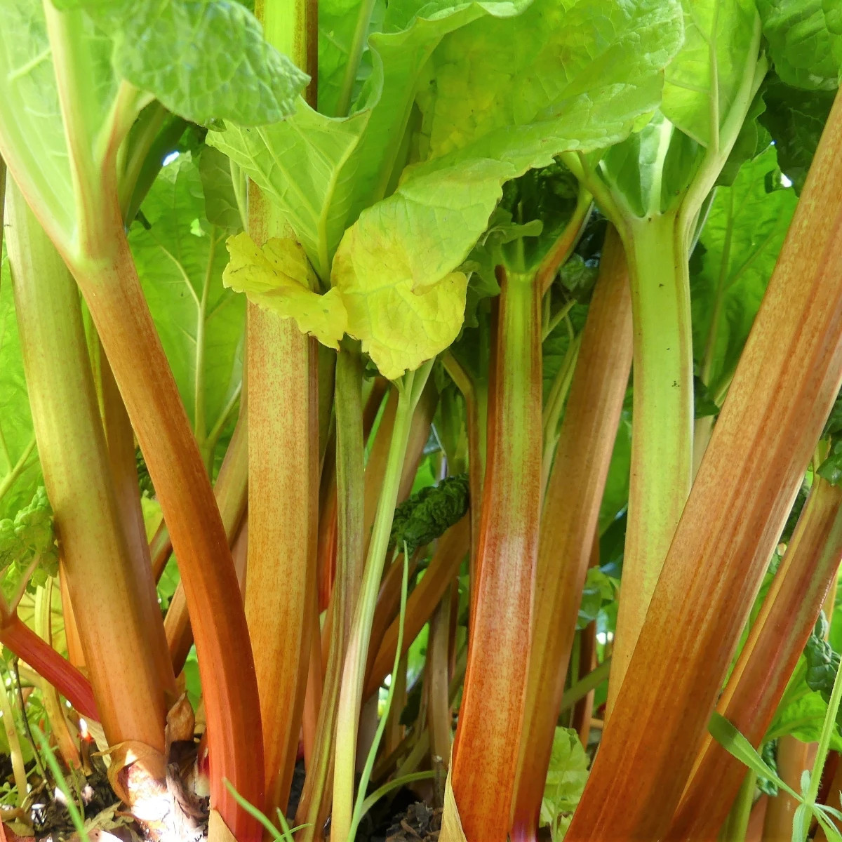 Rebarbora Timperley Early - Rheum rhabarbarum - predaj voľnokorenných sadeníc - 1 ks