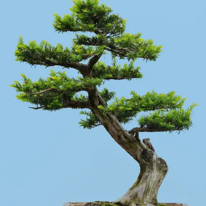 Tis japonský - Taxus cuspidata - semiačka - 5 ks