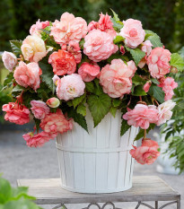 Begónia Flamenca - Begonia splendide - predaj cibuľovín - 2 ks