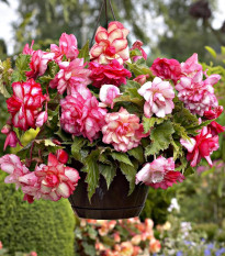 Begónia Pink Balcony - Begonia tuberhybrida - predaj cibuľovín - 2 ks