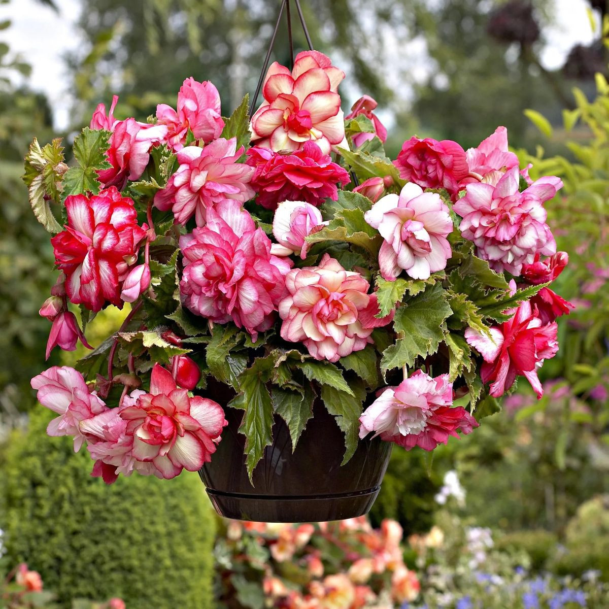Begónia Pink Balcony - Begonia tuberhybrida - predaj cibuľovín - 2 ks