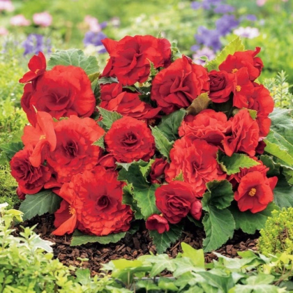 Begónia Nonstop červená - Begonia tuberhybrida - predaj cibuľovín - 2 ks