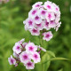 Plamienka Graf Zeppelin - Phlox - voľnokorenené sadenice plamienky - 1 ks
