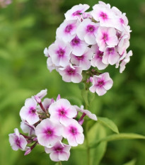 Plamienka Graf Zeppelin - Phlox - voľnokorenené sadenice plamienky - 1 ks