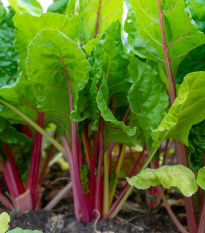 Rebarbora Valentine - Rheum rhabarbarum - voľnokorenná sadenica rebarbory ​​- 1 ks