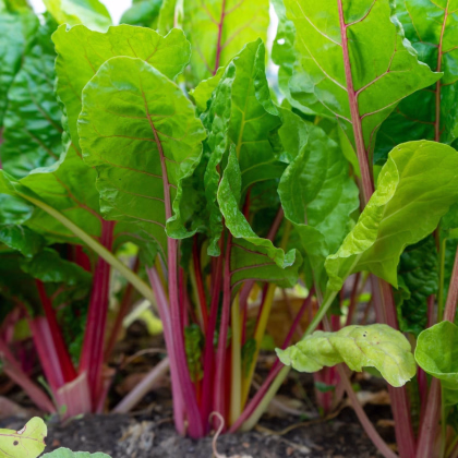 Rebarbora Valentine - Rheum rhabarbarum - voľnokorenná sadenica rebarbory ​​- 1 ks