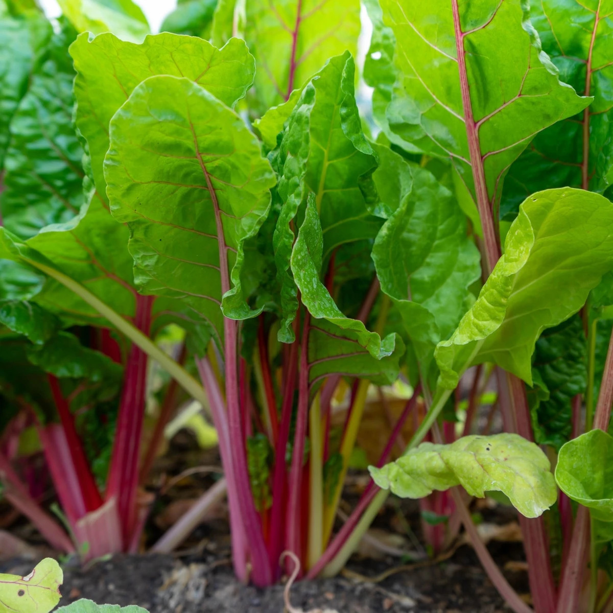 Rebarbora Valentine - Rheum rhabarbarum - voľnokorenná sadenica rebarbory ​​- 1 ks