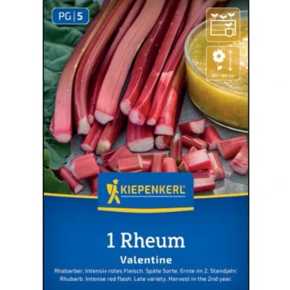 Rebarbora Valentine - Rheum rhabarbarum - voľnokorenná sadenica rebarbory ​​- 1 ks