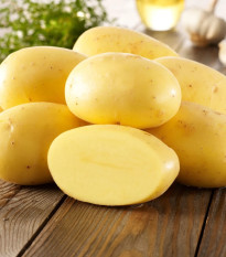 BIO Sadbové zemiaky Agria - Solanum tuberosum - Kiepenkerl - bio sadivo - 10 ks
