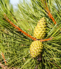 Borovica čierna - Pinus nigra - semená borovice - 4 ks