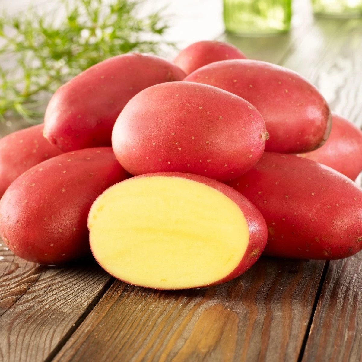 Sadbové zemiaky Laura - Solanum tuberosum - Kiepenkerl - sadivo - 10 ks