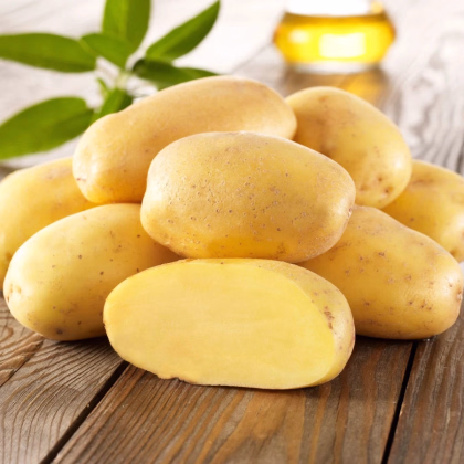 Sadbové zemiaky Sieglinde - Solanum tuberosum - Kiepenkerl - sadivo - 10 ks