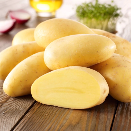 Sadbové zemiaky Cilena - Solanum tuberosum - Kiepenkerl - sadivo - 10 ks