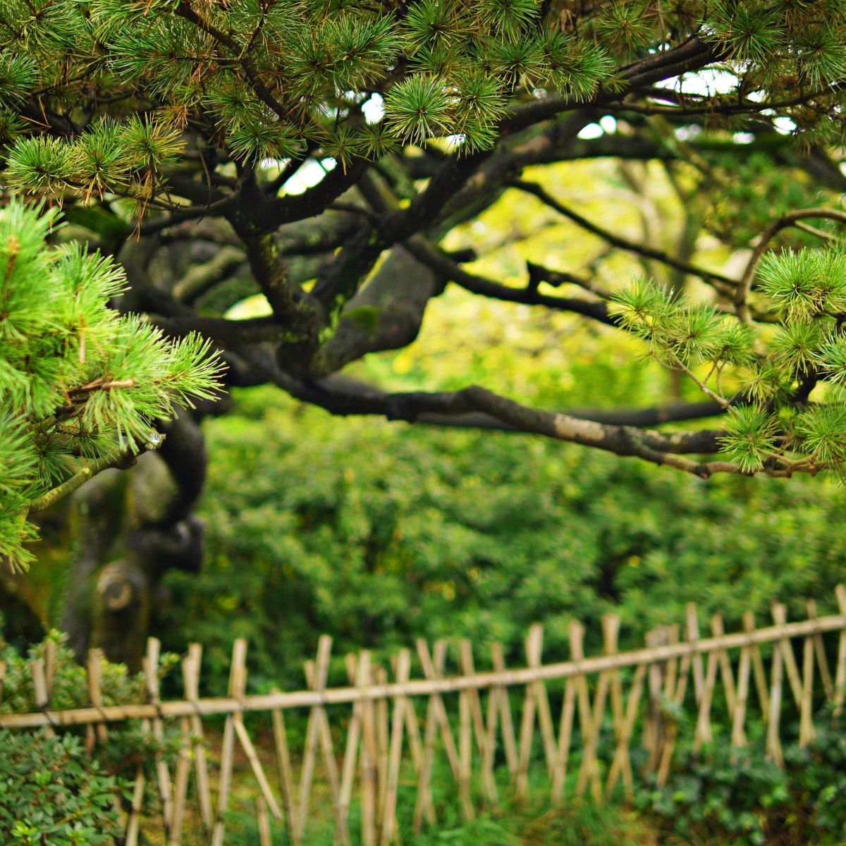 Borovica čínska - Pinus tabuliformis - semená borovice - 7 ks