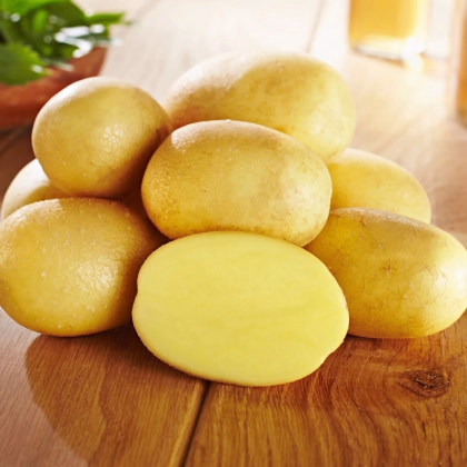 Sadbové zemiaky Glorietta - Solanum tuberosum - Kiepenkerl - sadivo - 10 ks