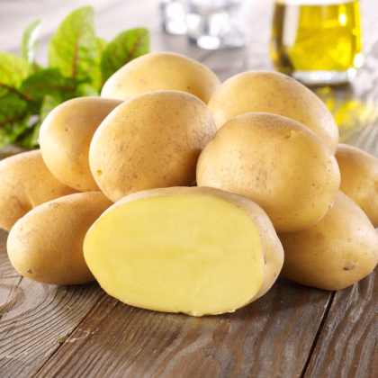 Sadbové zemiaky Linda - Solanum tuberosum - Kiepenkerl - sadivo - 10 ks