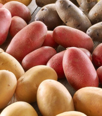 Sadbové zemiaky - 4 druhy - doba zrenia - Solanum tuberosum - sadivo - 12 ks
