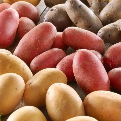 Sadbové zemiaky - 4 druhy - doba zrenia - Solanum tuberosum - sadivo - 12 ks