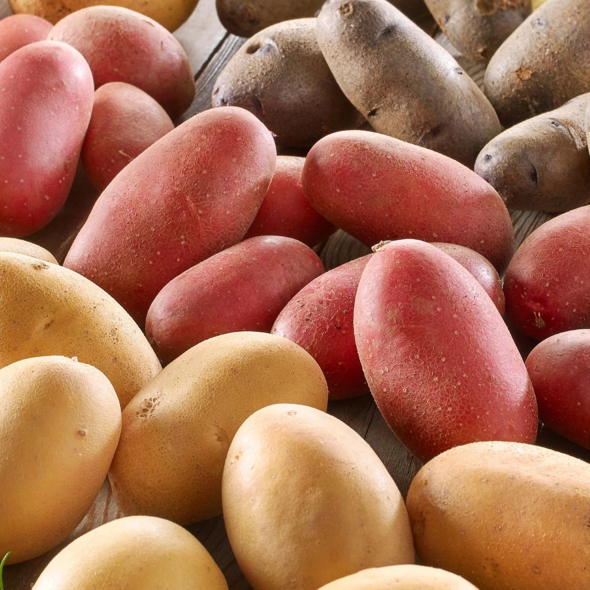 Sadbové zemiaky - 4 druhy - doba zrenia - Solanum tuberosum - sadivo - 12 ks