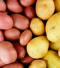 Sadbové zemiaky - 4 druhy - grilovacie - Solanum tuberosum - sadivo - 12 ks