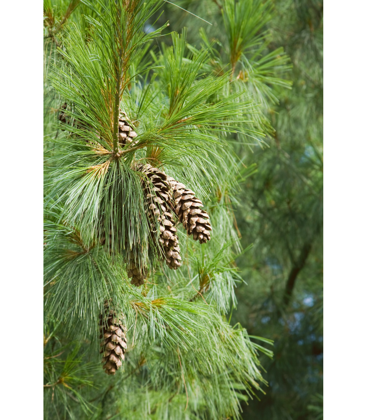 Borovica himalájska - Pinus wallichiana - semená borovice - 5 ks