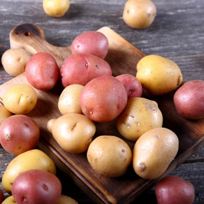 BIO Sadbové zemiaky - 4 druhy - rozmanitosť - Solanum tuberosum - sadivo - 12 ks