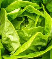 Šalát hlávkový Smaragd - Lactuca sativa - osivo šalátu - 400 ks