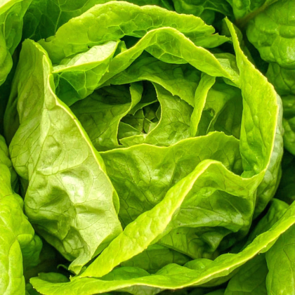 Šalát hlávkový Smaragd - Lactuca sativa - osivo šalátu - 400 ks