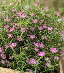 Gypsomilka murárska Garden Bride - Gypsophila muralis - osivo gypsomilky - 150 ks