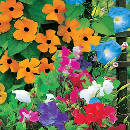 Kvetinová zmes - Zelená zástena - Sperli - 1 ks