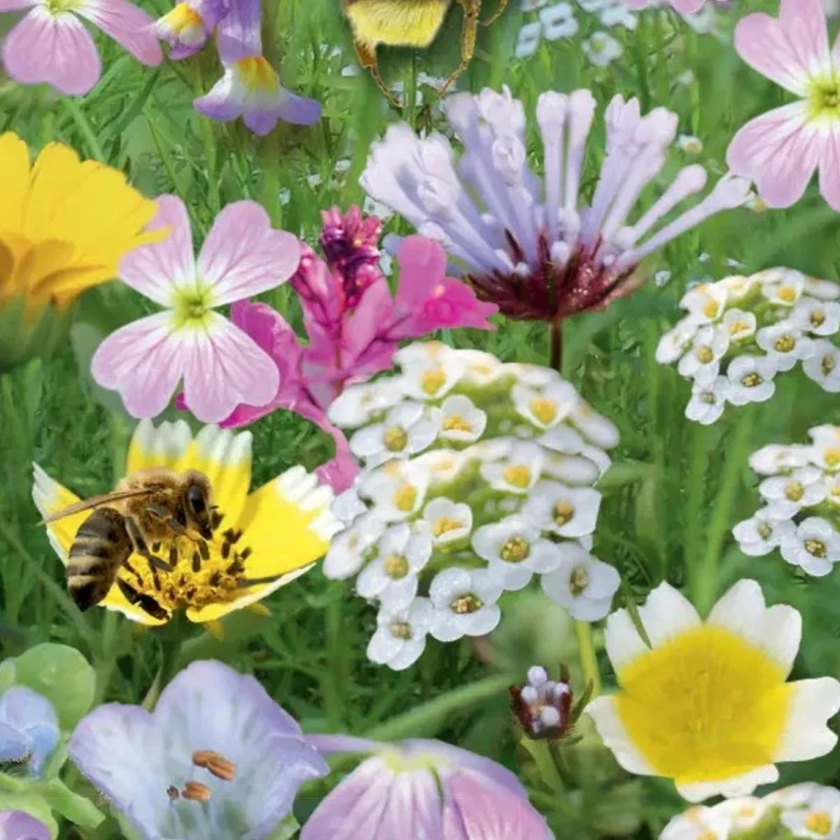 Kvetinový balkón - Raj opeľovačov - Sperli - 1 ks