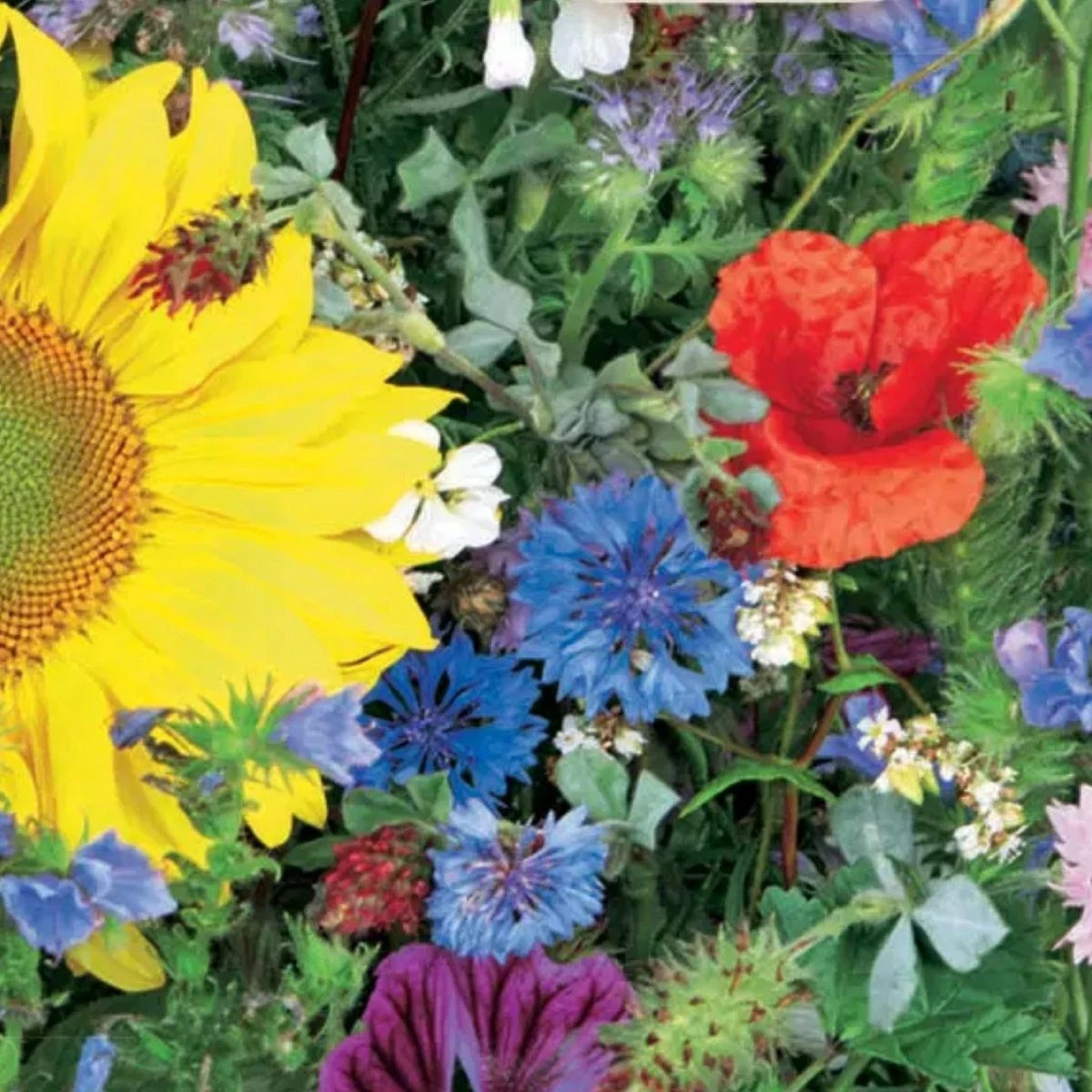 Kvetinová zmes - Včelia záhrada - Sperli - 1 ks