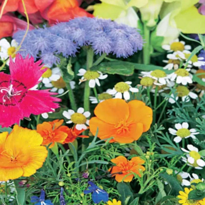 Balkónový kvetinový sen - Sperli - 1 ks