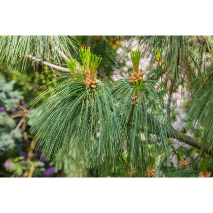 Borovica yunnan - Pinus yunnanensis - semená - 5 ks