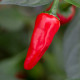Chilli Apache F1 - Capsicum annuum - osivo chilli - 5 ks