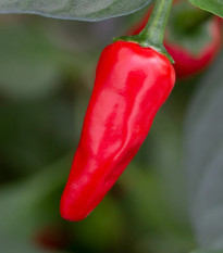 Chilli Apache F1 - Capsicum annuum - osivo chilli - 5 ks