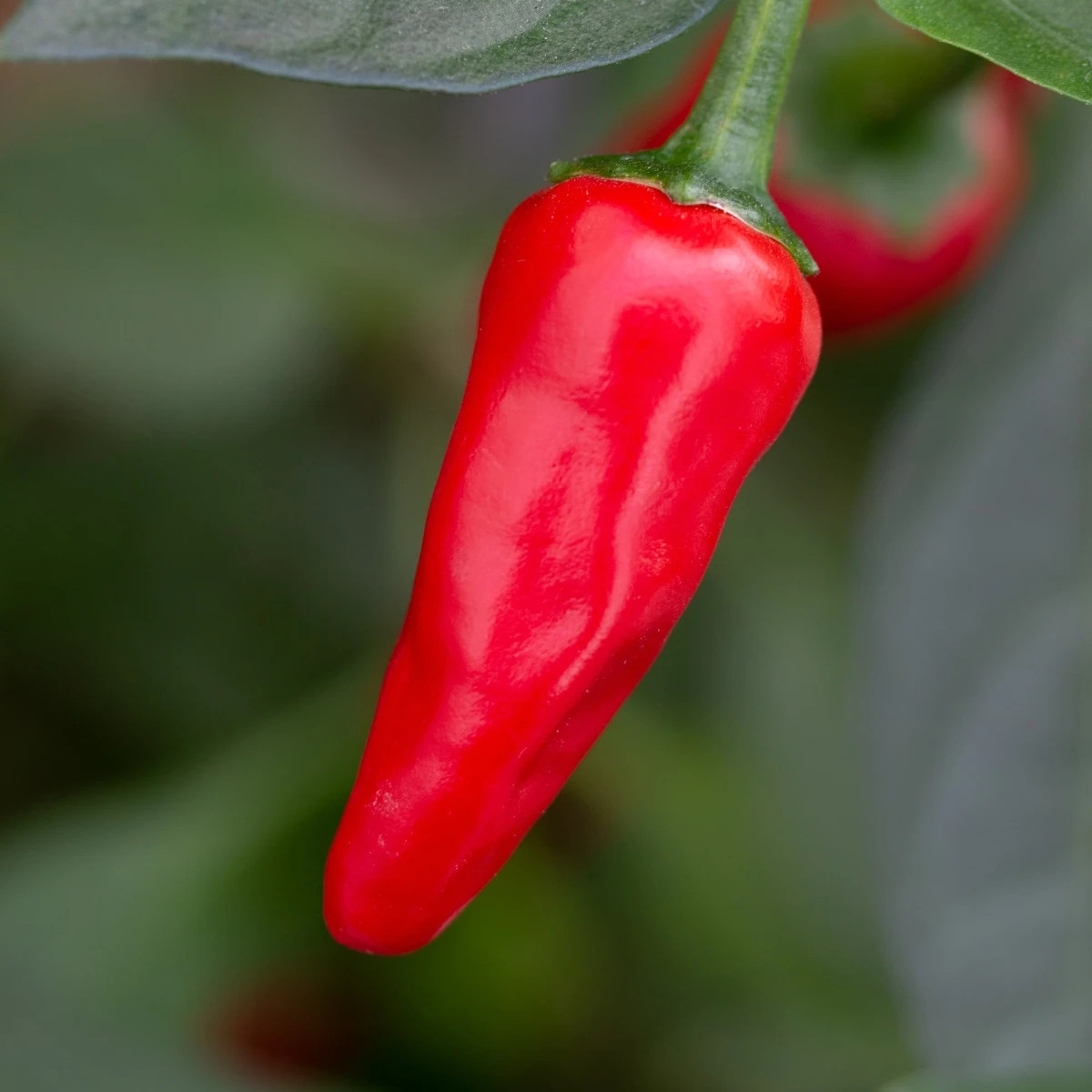 Chilli Apache F1 - Capsicum annuum - osivo chilli - 5 ks