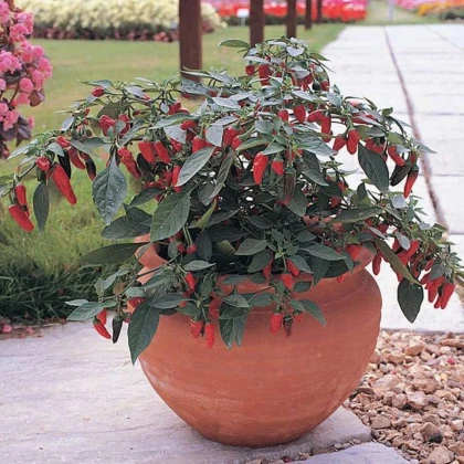 Chilli Apache F1 - Capsicum annuum - osivo chilli - 5 ks