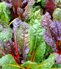 BIO Mangold Fireworks - Beta vulgaris - bio osivo mangoldu - 45 ks