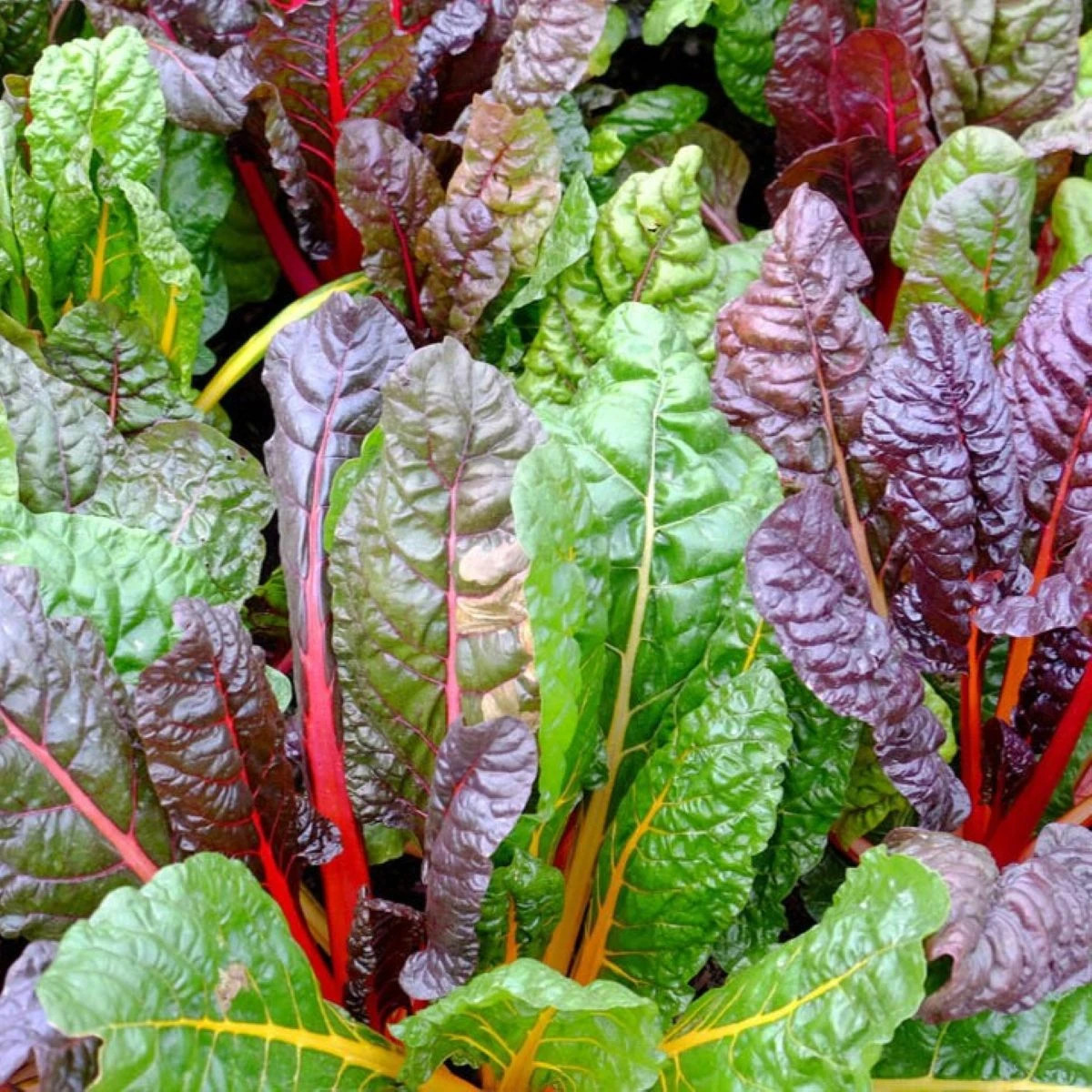 BIO Mangold Fireworks - Beta vulgaris - bio osivo mangoldu - 45 ks