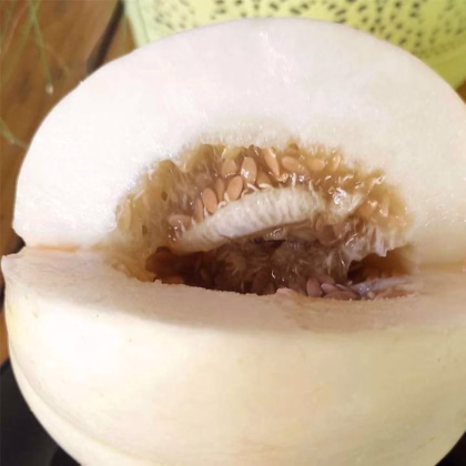 Melón cukrový Kiku - Cucumis melo - osivo melóna - 6 ks