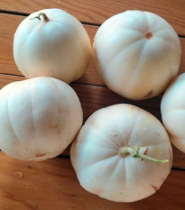 Melón cukrový Kiku - Cucumis melo - osivo melóna - 6 ks