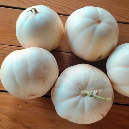 Melón cukrový Kiku - Cucumis melo - osivo melóna - 6 ks