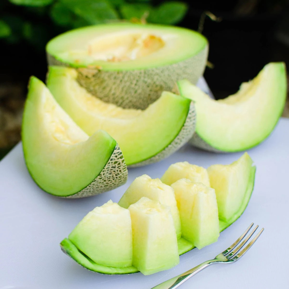 Melón Tenor F1 - Cucumis melo - osivo melóna - 6 ks