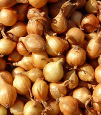 Cibuľa šalotka Mikor - Allium cepa - cibuľky sadzačky - 10 ks