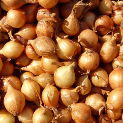 Cibuľa šalotka Mikor - Allium cepa - cibuľky sadzačky - 10 ks