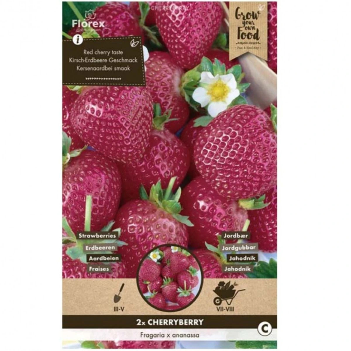Jahody Cherryberry - Fragaria ananassa - voľnokorenné sadenice jahôd - 2 ks