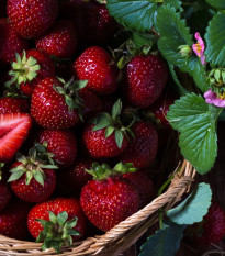 Jahôd Cherryberry - Fragaria ananassa - voľnokorenné sadenice jahôd - 2 ks